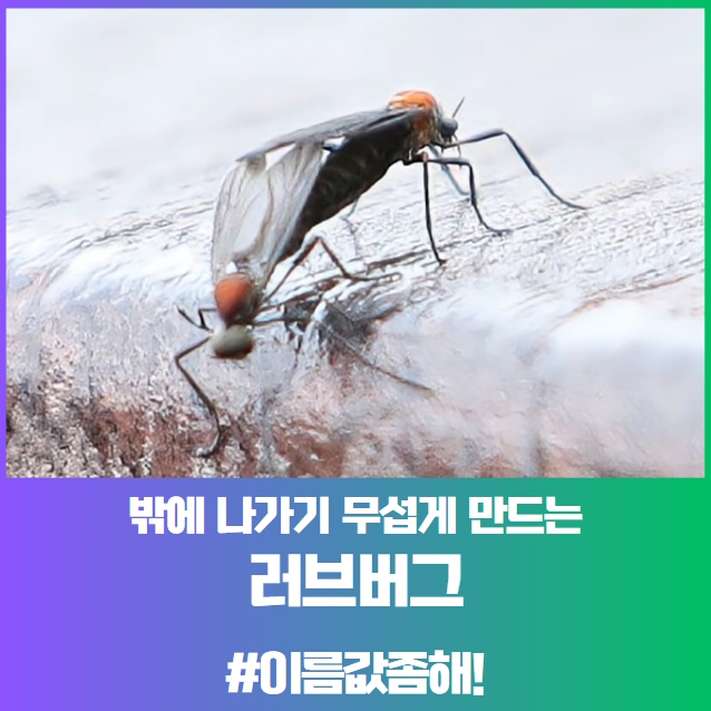 밖에 나가기 무섭게 만드는 러브버그